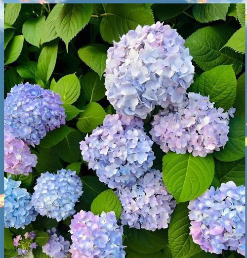 哪种花寓意长大后的颜色？花的颜色代表什么意义？