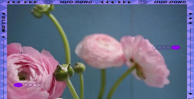 哪种花象征圆满幸福？