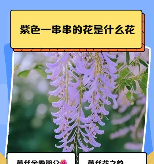 紫色花有哪些象征意义？紫色花代表什么？