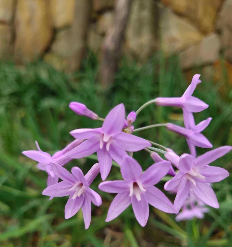 紫色花有哪些象征意义？紫色花代表什么？
