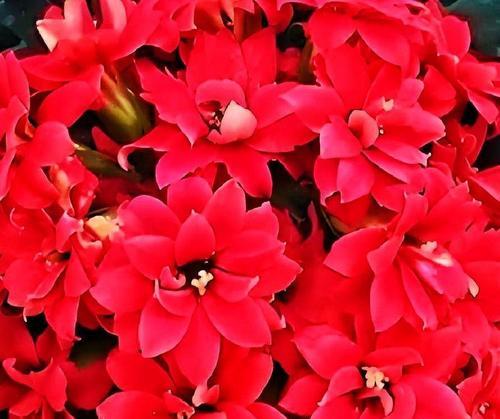长寿花红色代表什么？红色长寿花的寓意是什么？