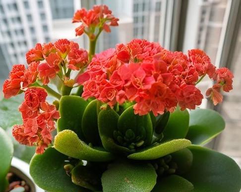 长寿花红色代表什么？红色长寿花的寓意是什么？