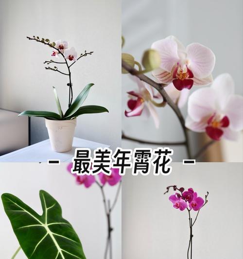 哪种花被誉为最幸福的花，其花语和寓意是什么？
