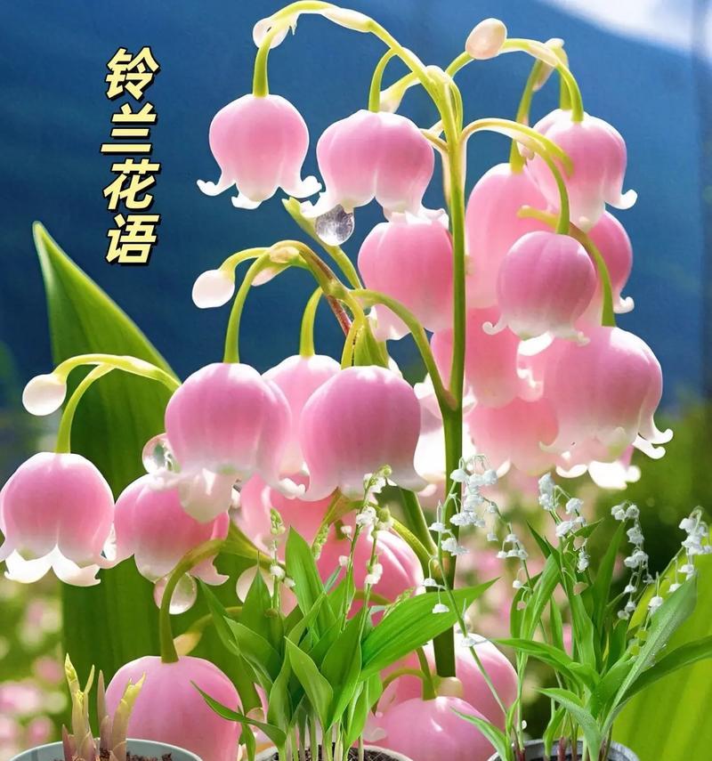 哪种花被誉为最幸福的花，其花语和寓意是什么？