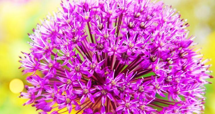 蒜花的寓意是什么？石黄色蒜花代表什么意义？