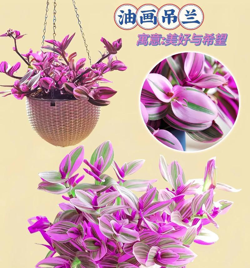 吊兰开白色花有何寓意？白色吊兰花的花语是什么？
