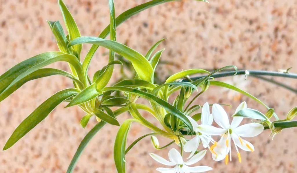 吊兰开白色花有何寓意？白色吊兰花的花语是什么？