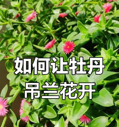 吊兰开白色花有何寓意？白色吊兰花的花语是什么？