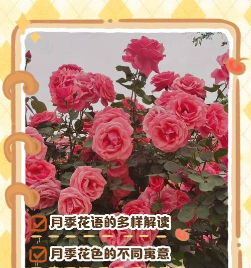 自古象征爱情的花有哪些？它们的花语是什么？
