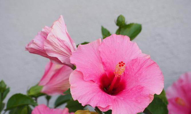 暗色花朵通常代表什么？暗色花朵的花语有哪些？