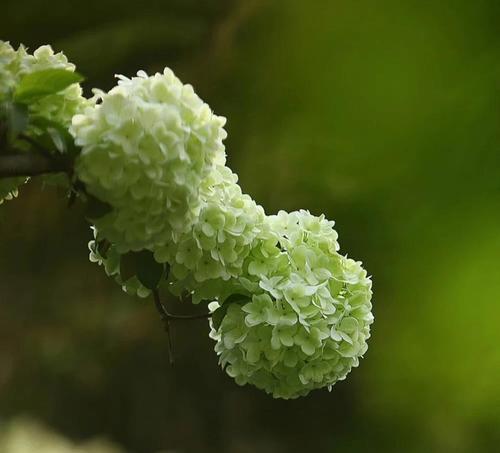 暗色花朵通常代表什么？暗色花朵的花语有哪些？