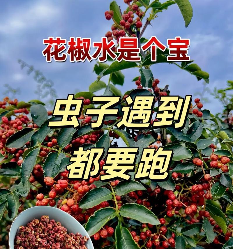 椒花在文化中象征着什么？