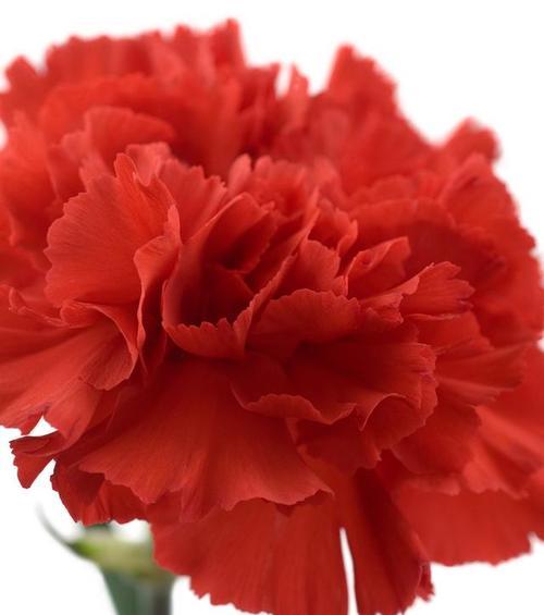 红色花的花语有哪些？红色花代表的含义是什么？