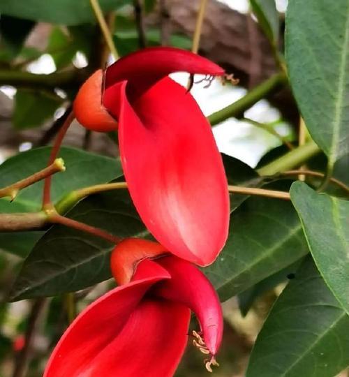 红色花的花语有哪些？红色花代表的含义是什么？