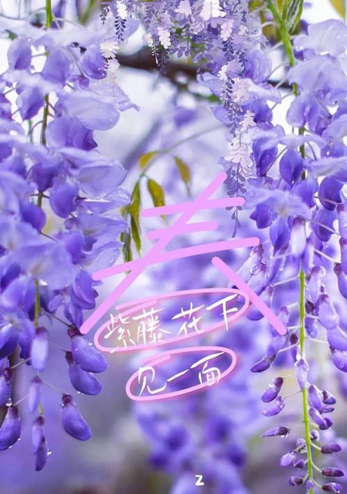 古代紫色花通常象征什么？