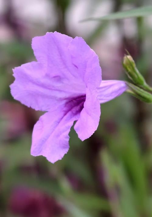 古代紫色花通常象征什么？