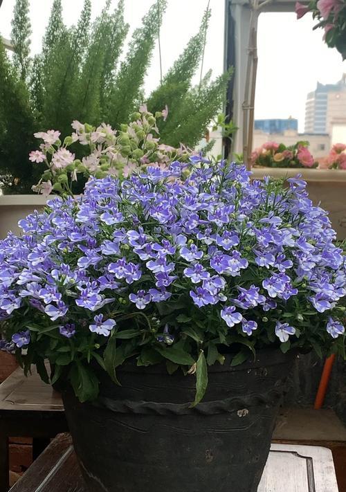 情人节送小草花有何寓意？小草花在情人节的意义是什么？