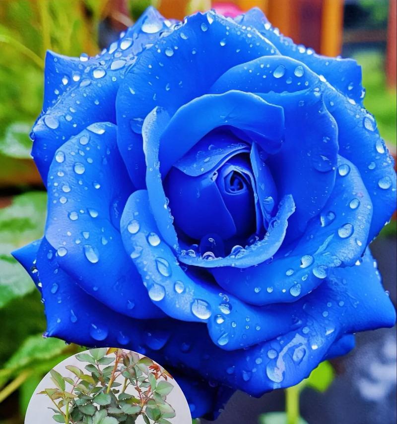一支蓝色妖姬花的花语和寓意是什么？