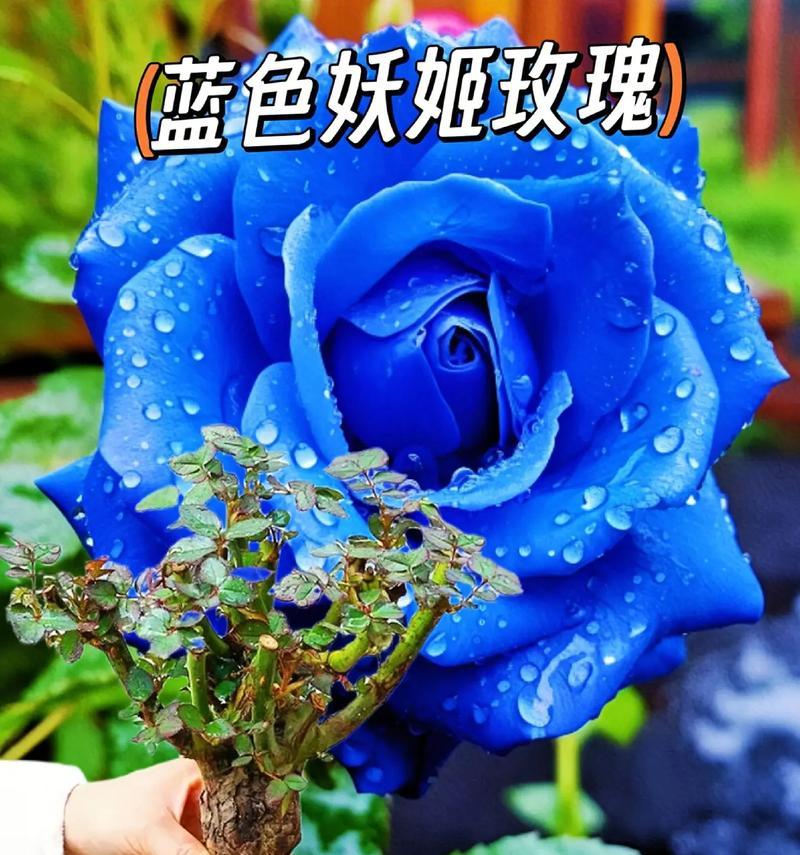 一支蓝色妖姬花的花语和寓意是什么？