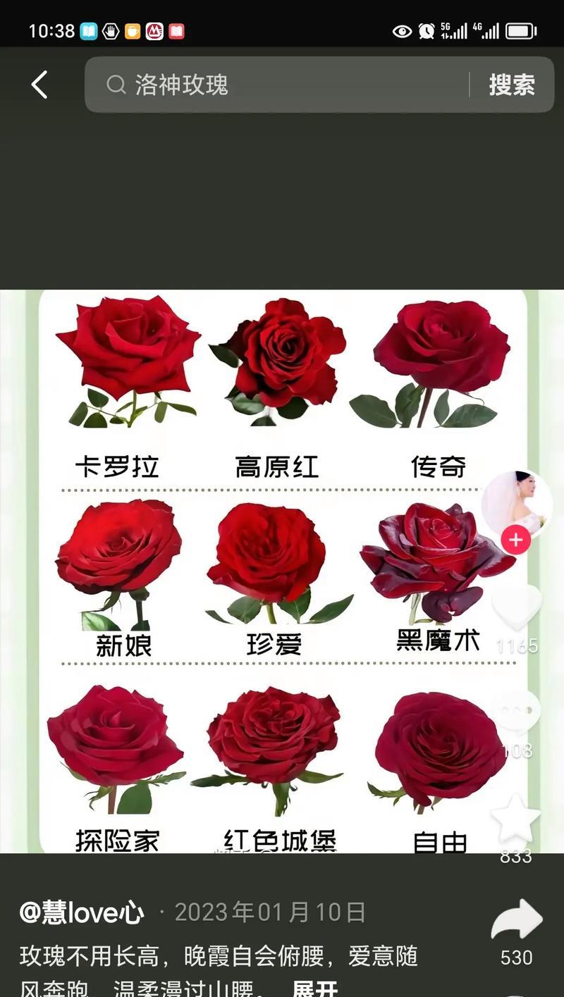 玫瑰花的花语寓意有哪些？不同颜色代表什么？