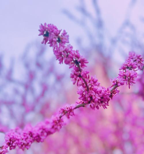 紫色紫荆花象征意义是什么？