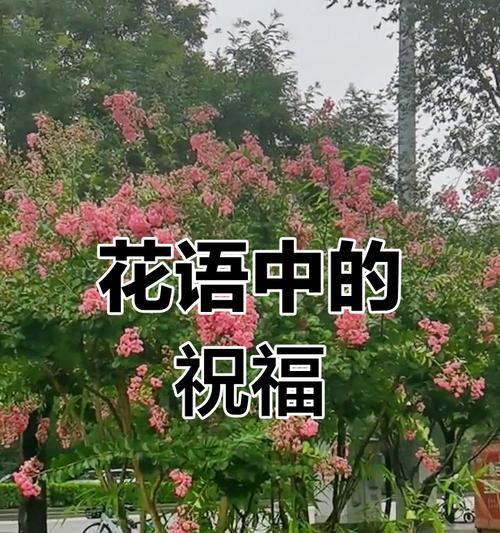哪种花象征快乐？它的寓意是什么？