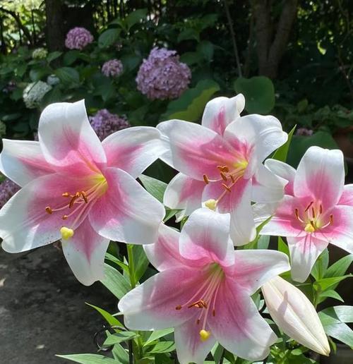 哪种花寓意偷偷祝福？它的含义是什么？