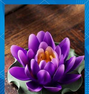 哪种紫色花象征自由和希望？自由和希望的紫色花寓意是什么？