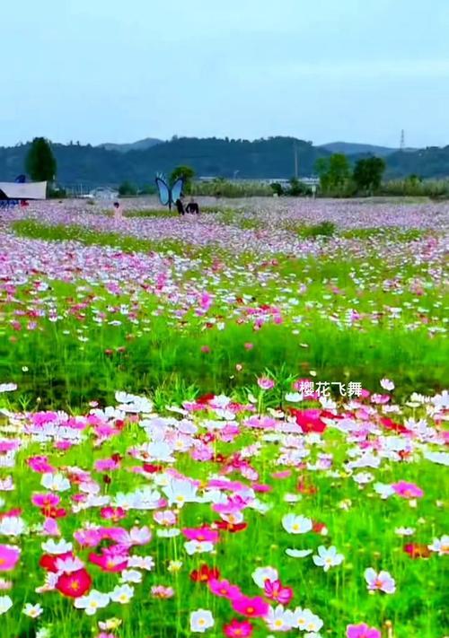 哪种花赋予了特殊颜色的意义？颜色意义花有哪些？