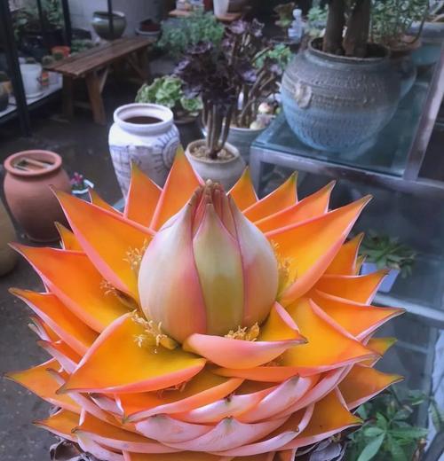 什么花寓意吉祥？吉祥花的含义是什么？