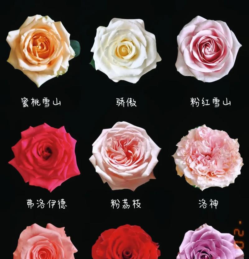 9朵不同色玫瑰花代表什么？每种颜色的花语是什么？