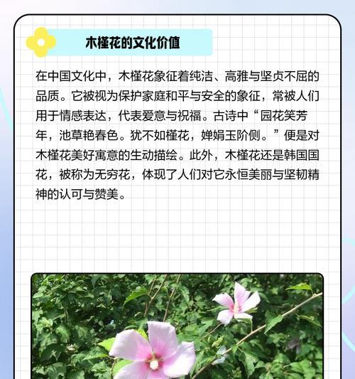 黄色木槿花代表什么？黄色木槿花的寓意是什么？