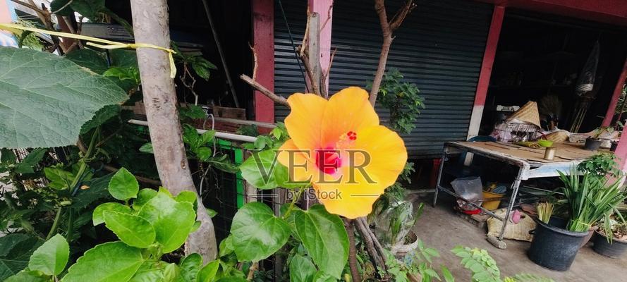 黄色木槿花代表什么？黄色木槿花的寓意是什么？