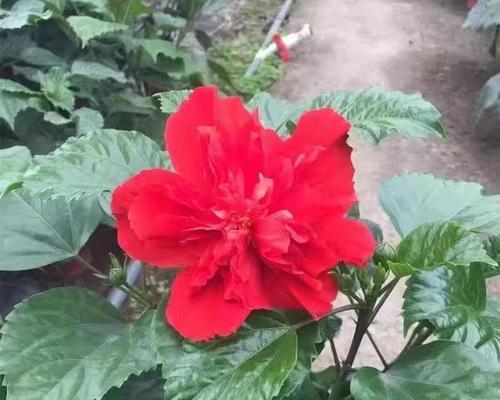 黄色木槿花代表什么？黄色木槿花的寓意是什么？