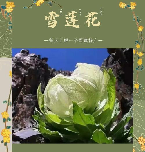 西藏有哪些寓意吉祥的花？它们各自代表什么？