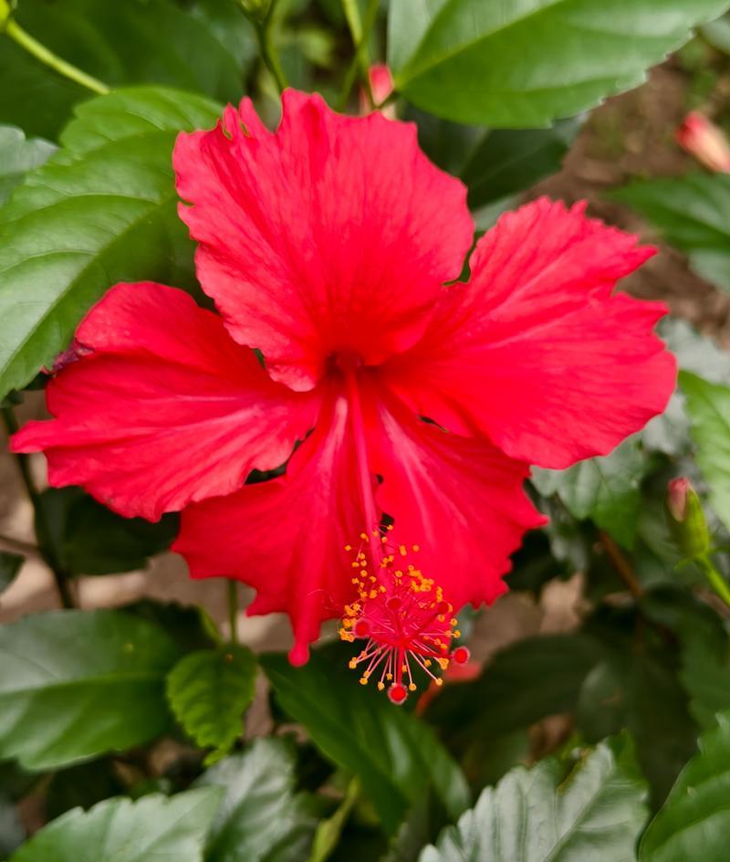 红色扶桑花象征什么？红色扶桑花的寓意有哪些？