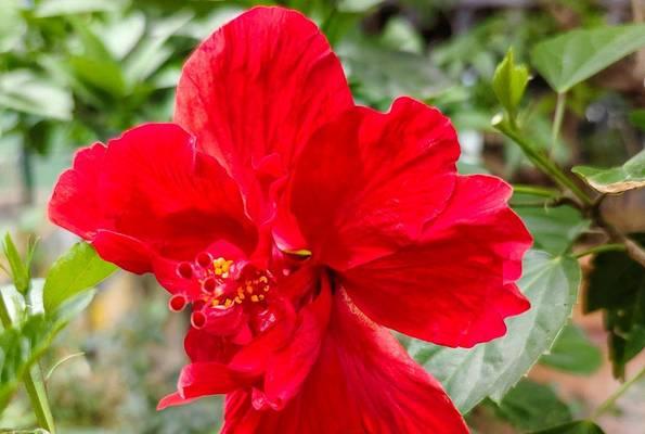 红色扶桑花象征什么？红色扶桑花的寓意有哪些？