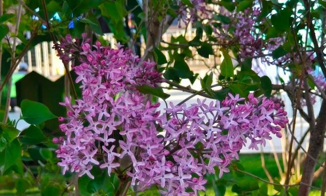 紫色丁香花的寓意是什么？它代表什么？