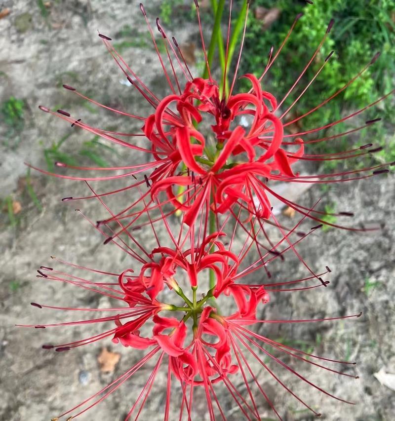 红色彼岸花的寓意是什么？