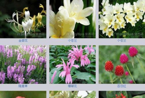 花语app有哪些特色功能？如何使用它来了解花的寓意？