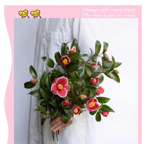 花语app有哪些特色功能？如何使用它来了解花的寓意？