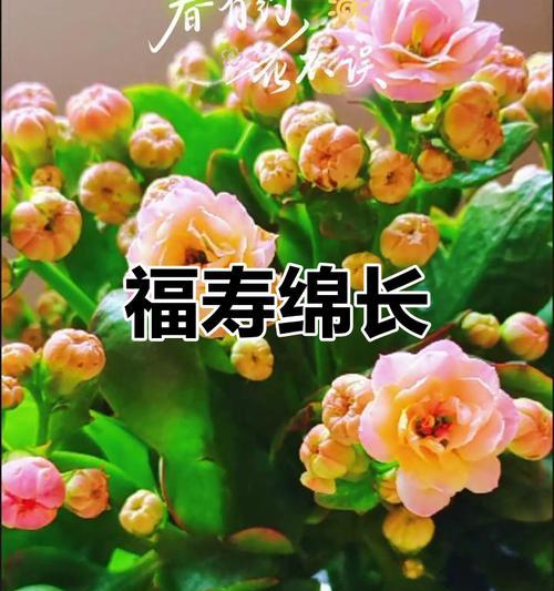 寓意健康长寿的种植花有哪些？这些花为何被视为长寿的象征？