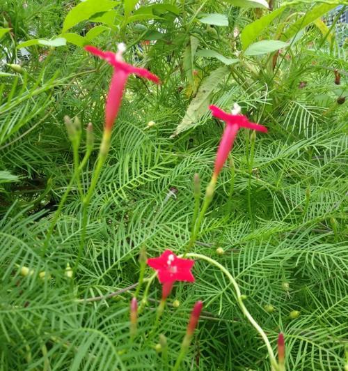 白色茑萝花代表什么？白色茑萝花的寓意是什么？