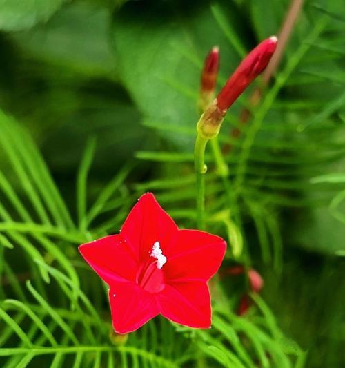 白色茑萝花代表什么？白色茑萝花的寓意是什么？