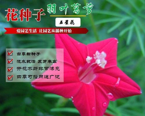 白色茑萝花代表什么？白色茑萝花的寓意是什么？