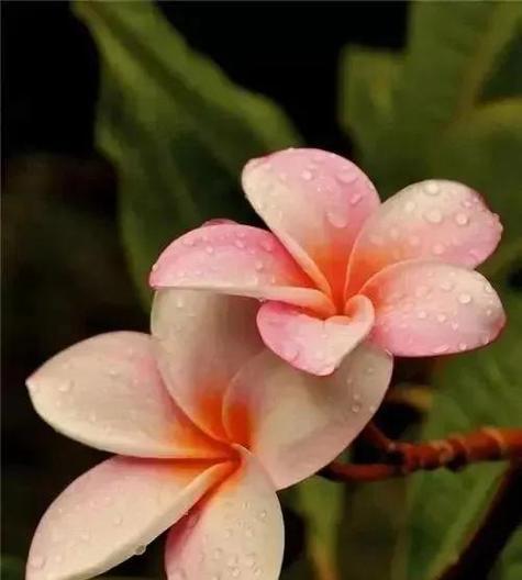 哪种花象征着美好与幸福？它的寓意是什么？