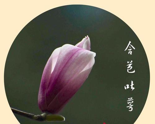 木笔花象征健康长寿的含义是什么？