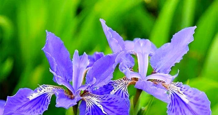 夏季有哪些花象征爱情？夏季代表爱情的花是什么？