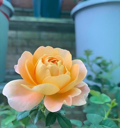黄色的花通常代表什么？花的颜色寓意有哪些？