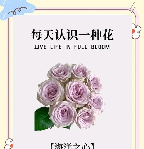 各色玫瑰花代表的寓意是什么？